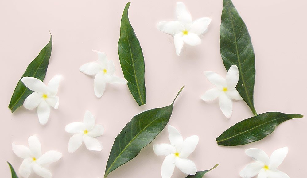 Gardenia Candles & Scents