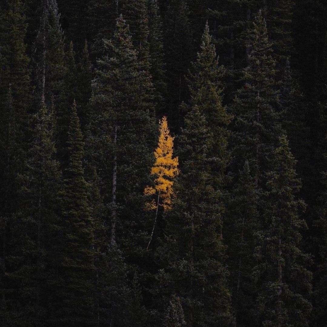 Hollow Tree - Golden Spruce (Amber) Candle