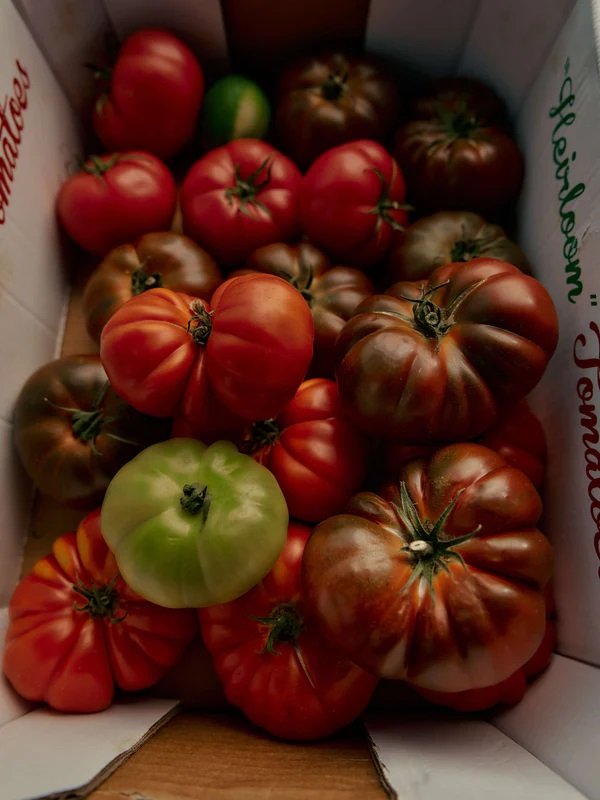 Flamingo Estate - Roma Heirloom Tomato XL Candle