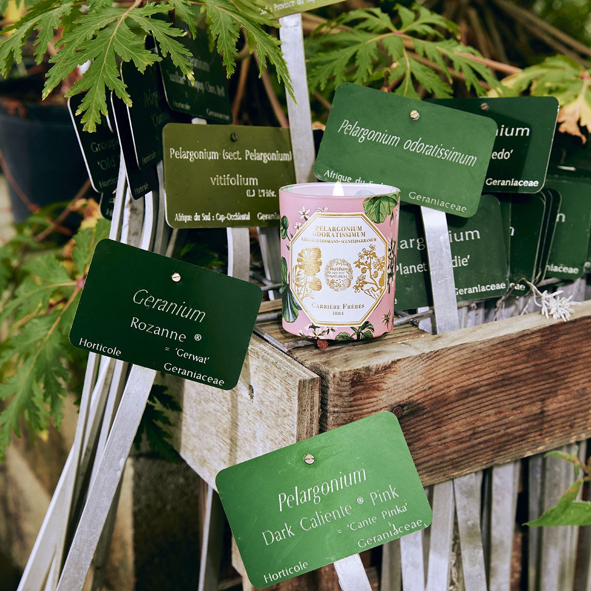 Carriere Freres - Geranium Candle