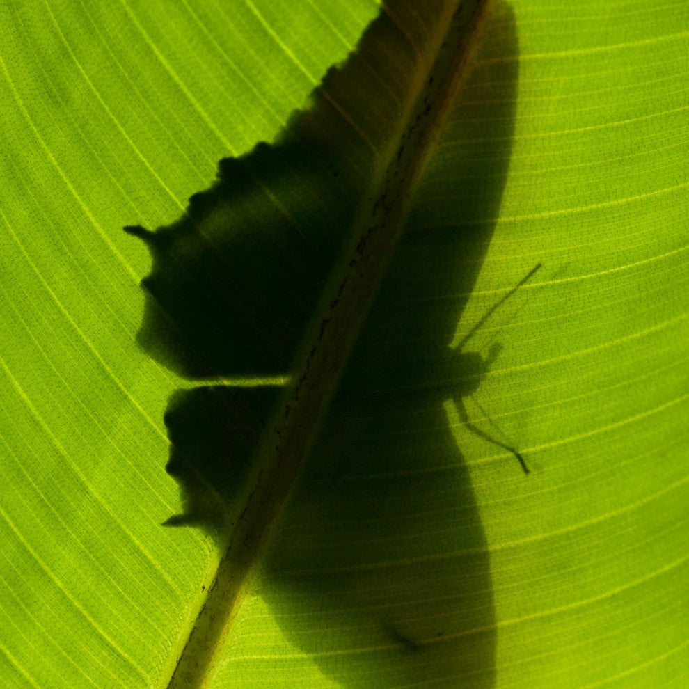 Flamingo Estate - Banana Leaf Candle