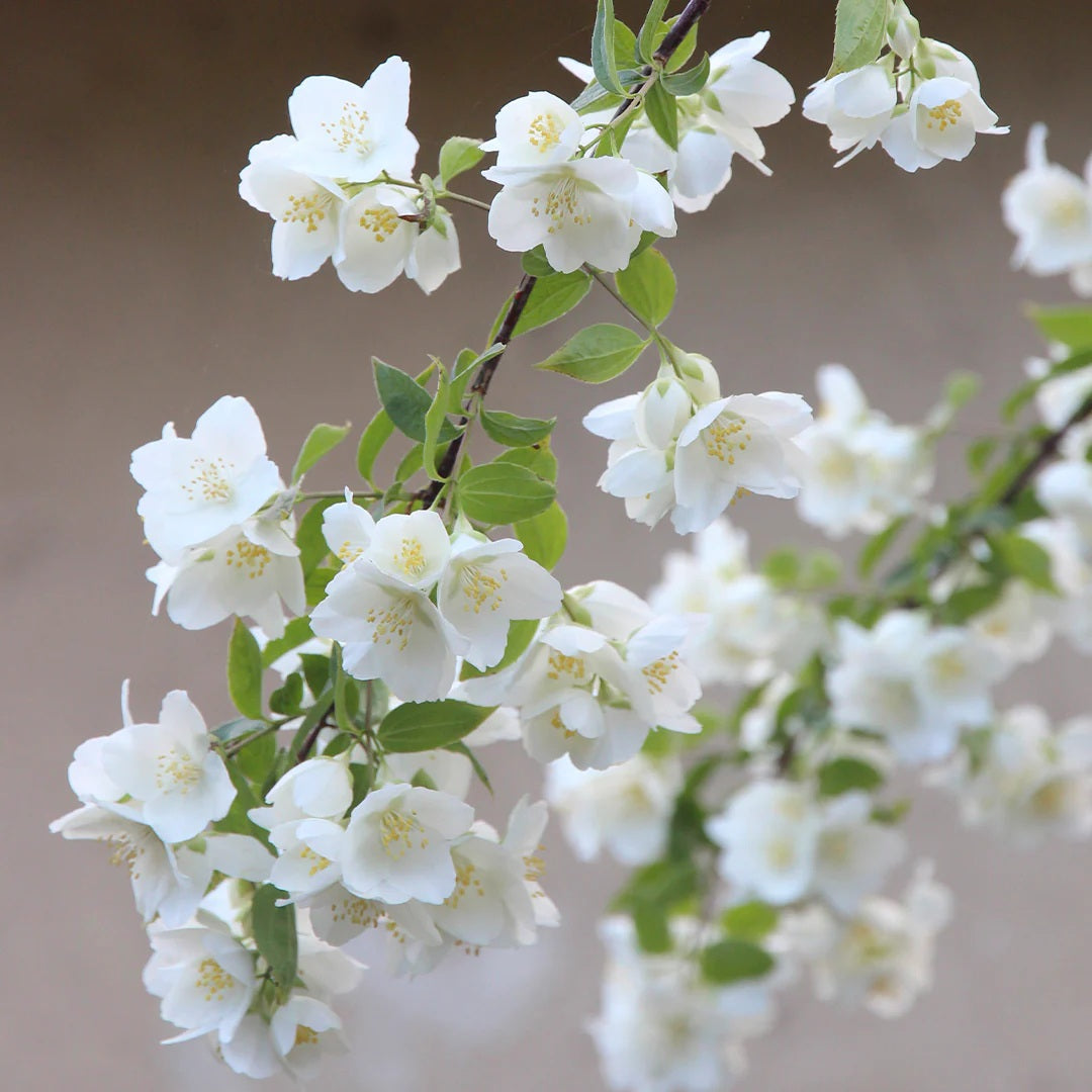 Archipelago - Jasmine Diffuser