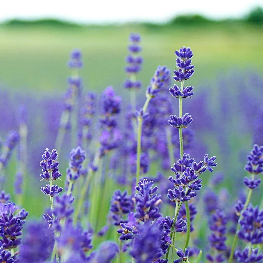 Archipelago - Lavande Boxed Candle