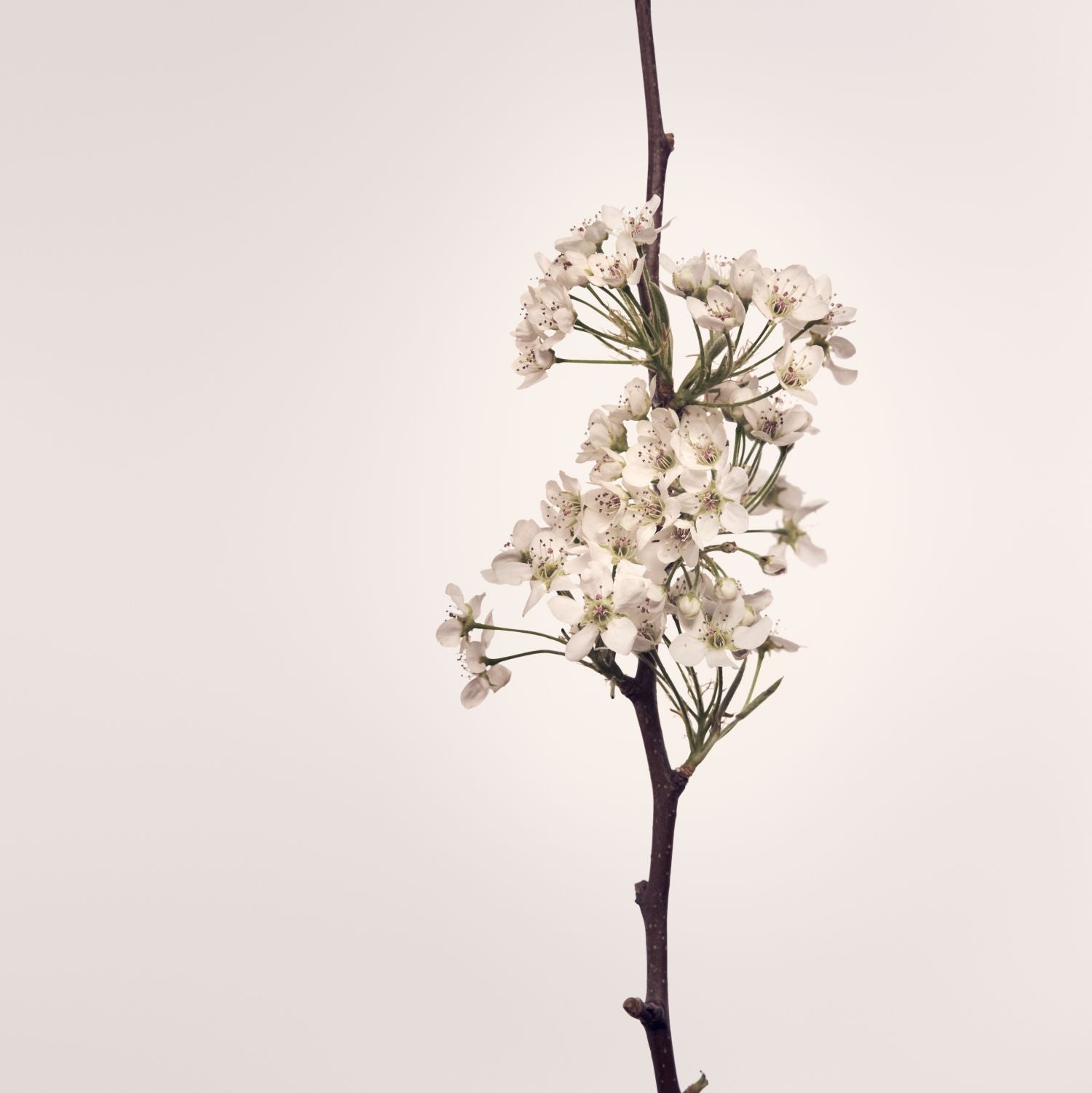 Nest - Voyages Opulent Osmanthus Diffuser