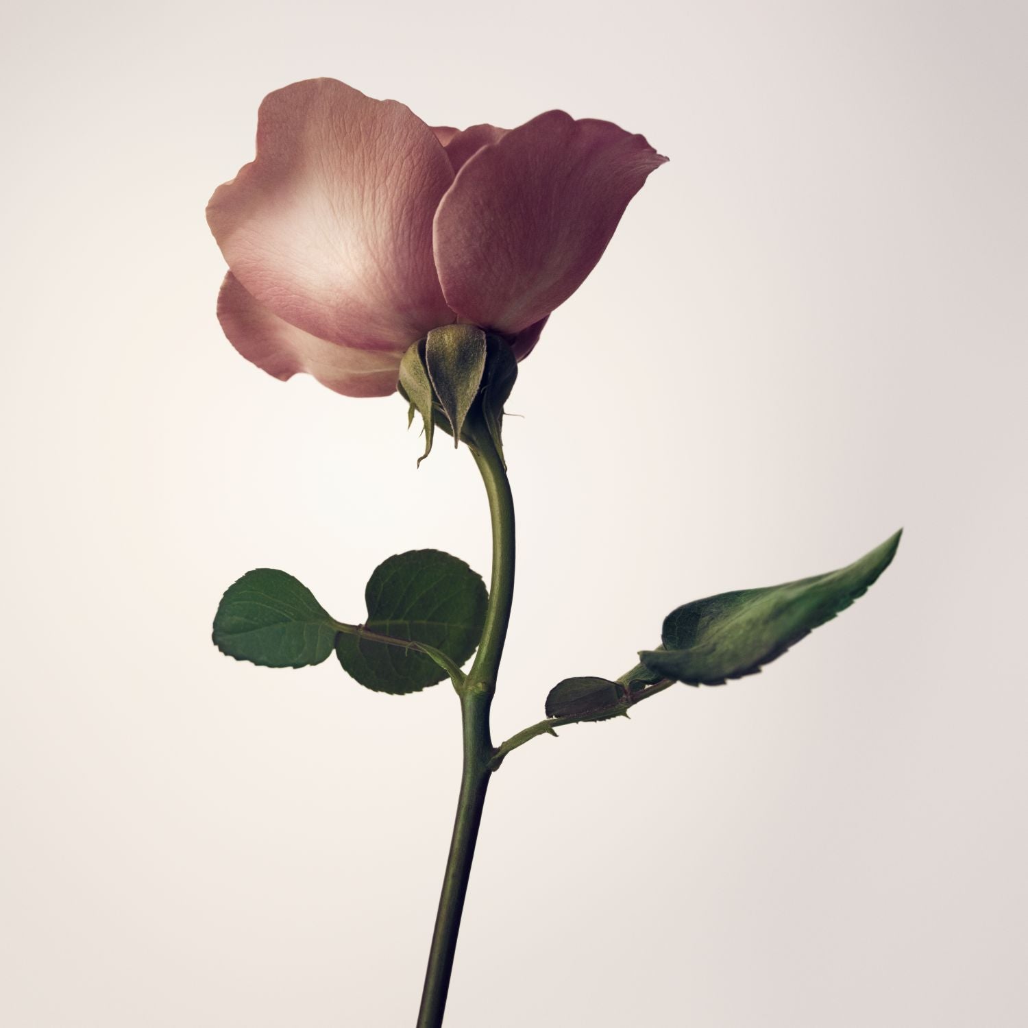 Nest - Voyages Rose Sublime Diffuser