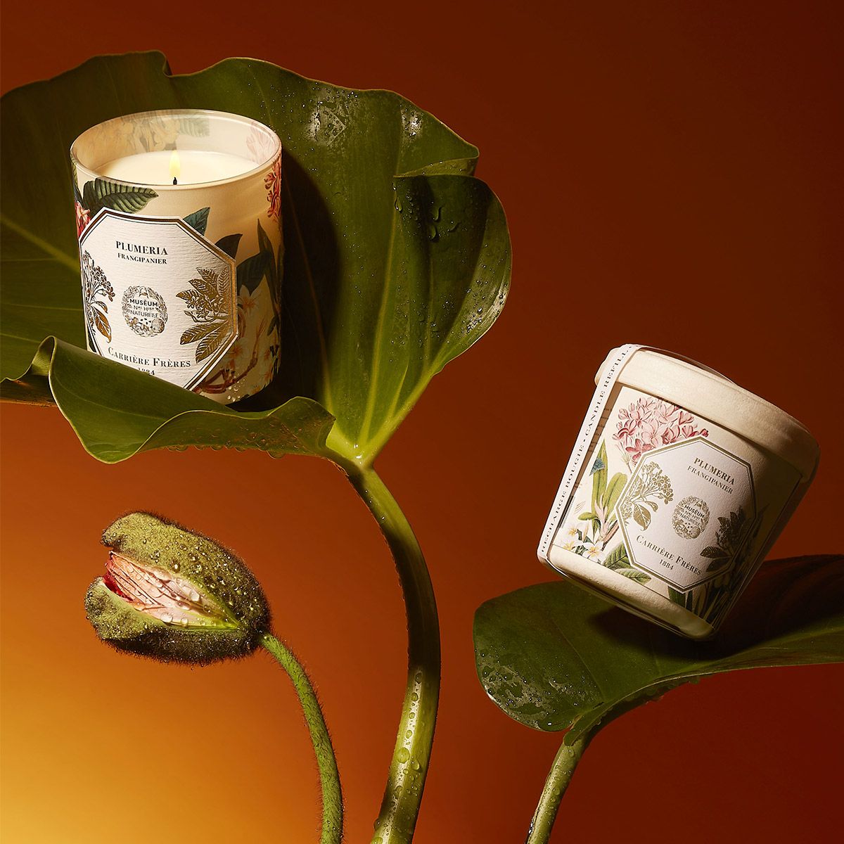 Carriere Freres - Frangipani Candle