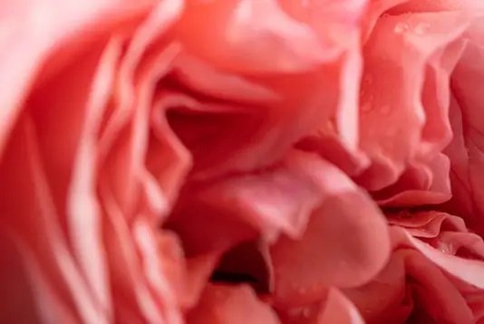 Dr. Vranjes - Rosa Tabacco Candle 1000g