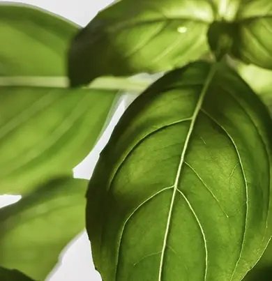 Dr. Vranjes - Acqua Diffuser 1250ml