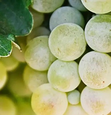 Dr. Vranjes - Bellini Diffuser 500ml