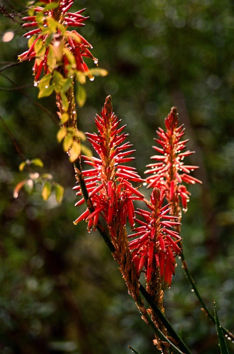 Flamingo Estate - Petrichor Candle