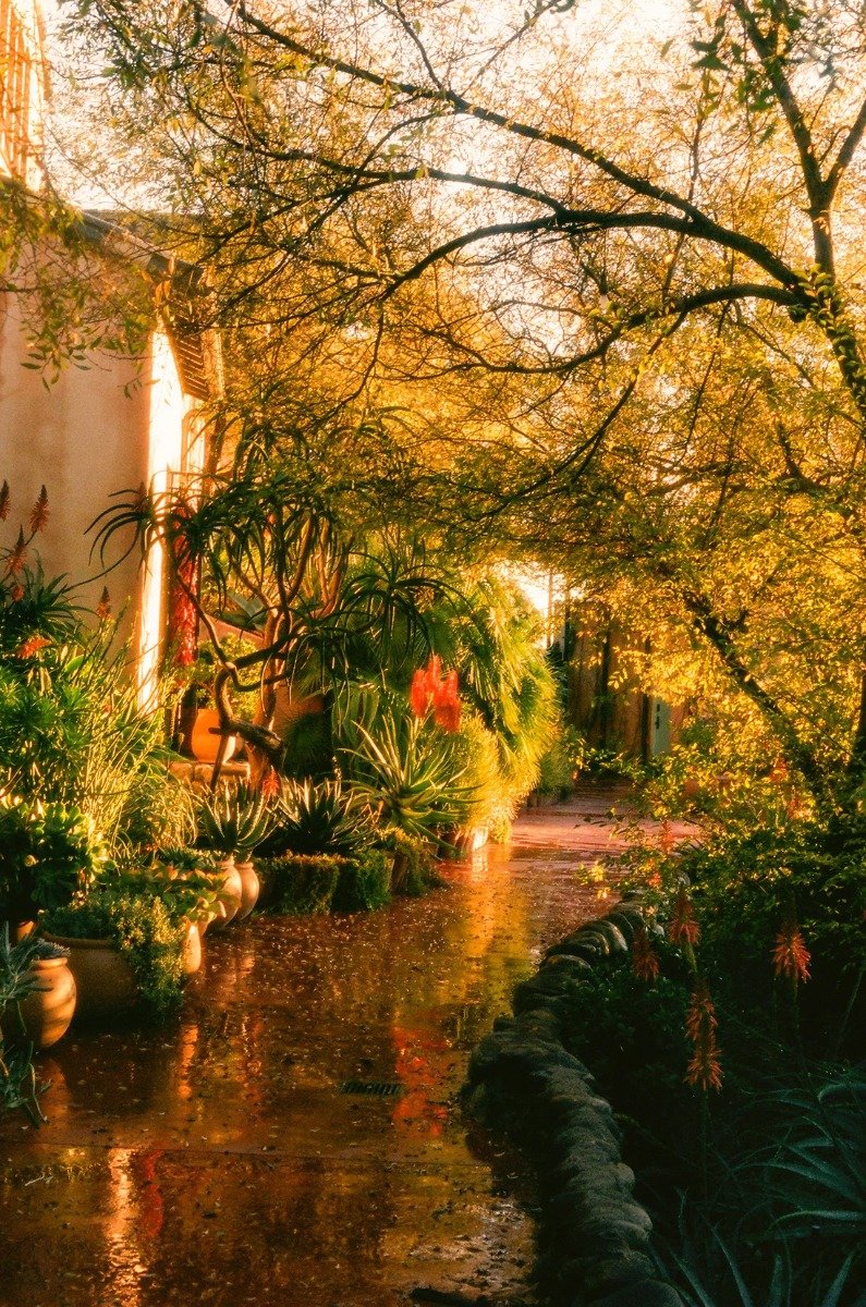 Flamingo Estate - Petrichor Candle