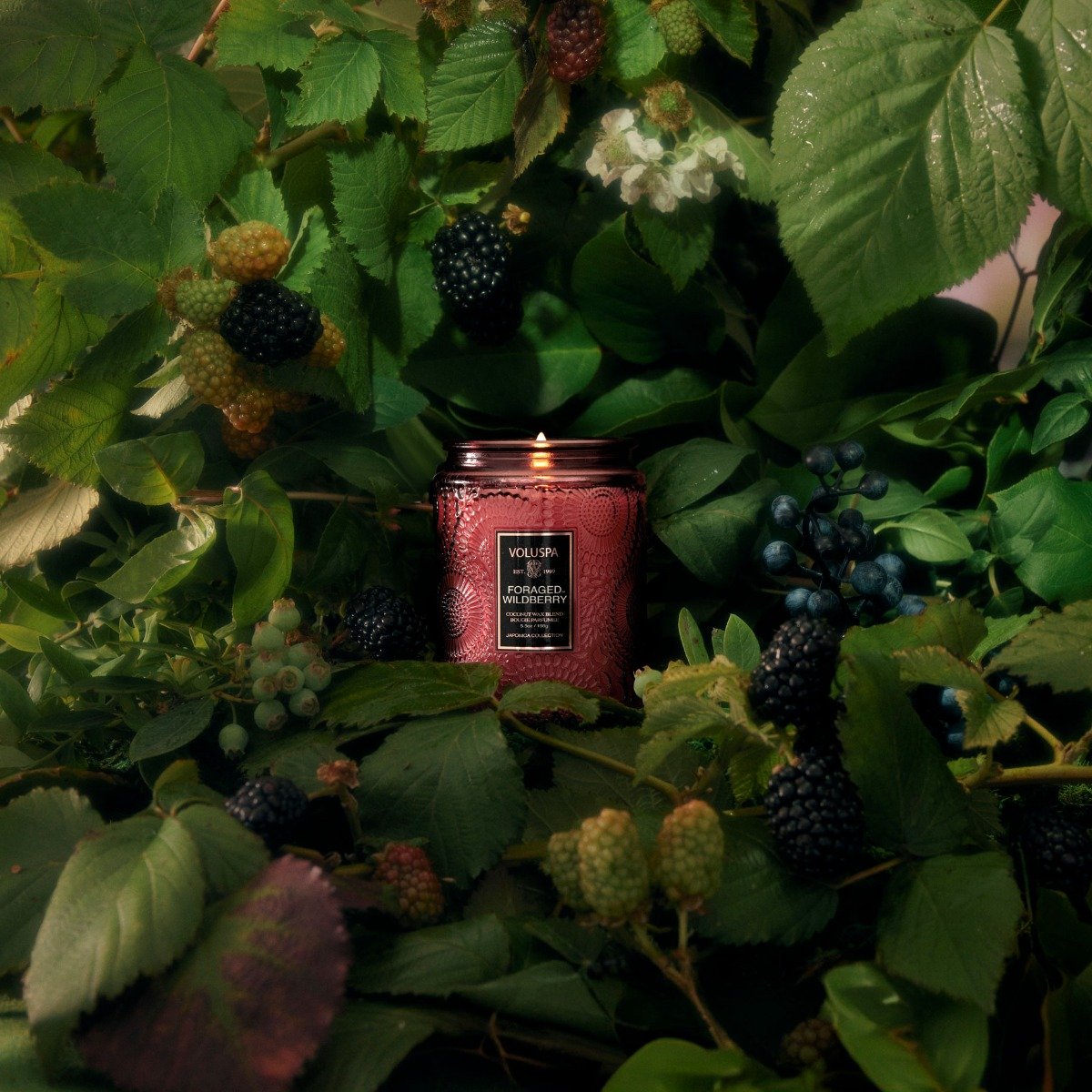 Voluspa - Foraged Wildberry Small Jar Candle