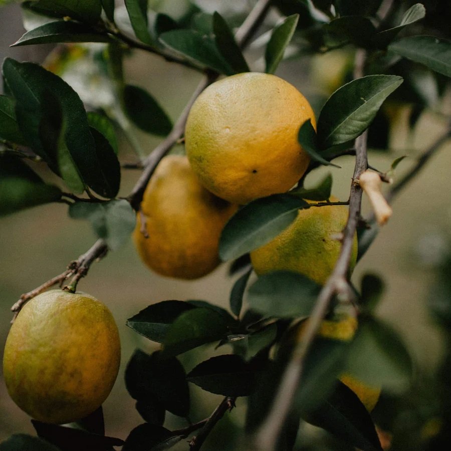 True Grace - Lemon Tree Tin Candle