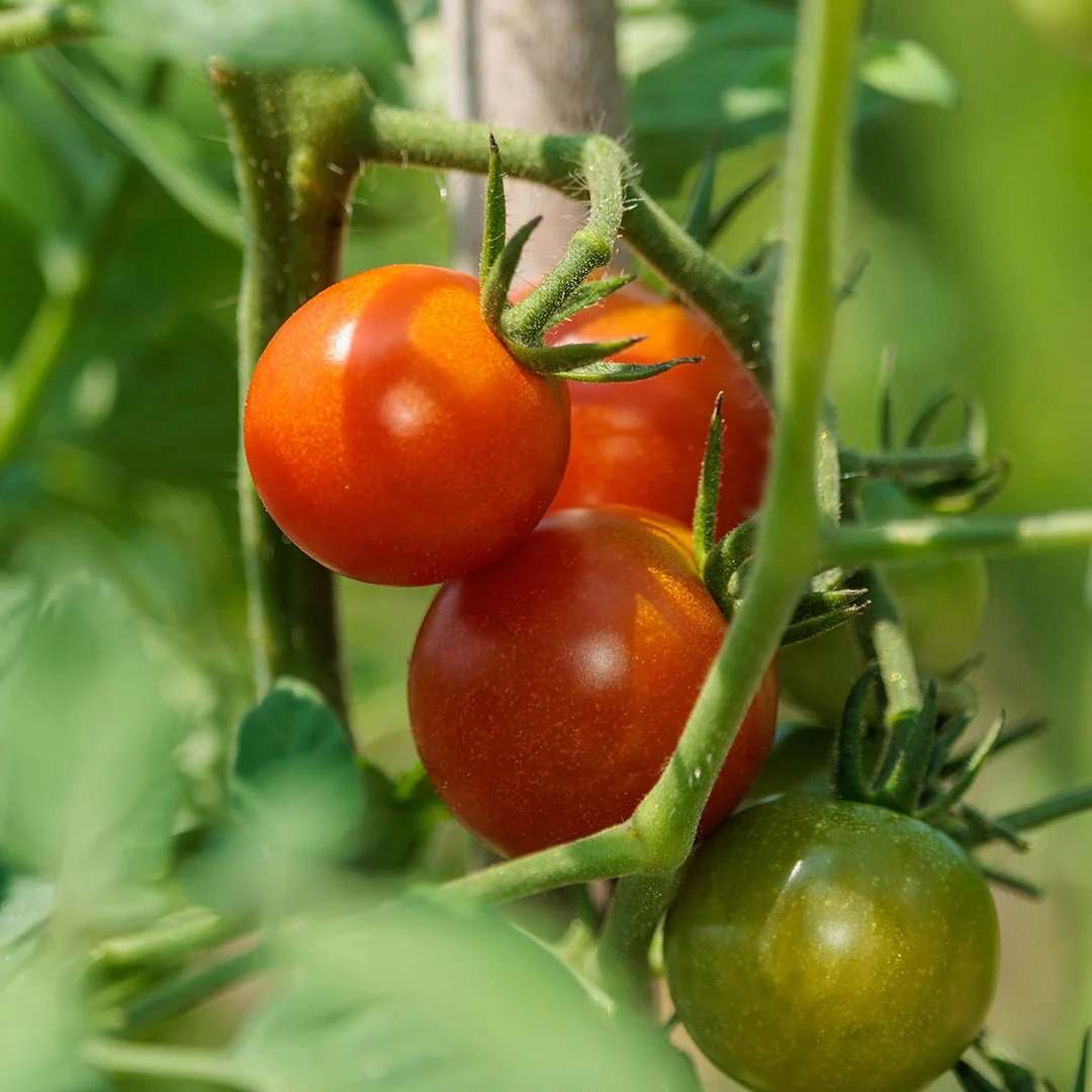 Archipelago - Sorrento Boxed Candle