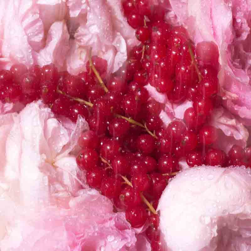 Overose - Anthurium Halo Candle