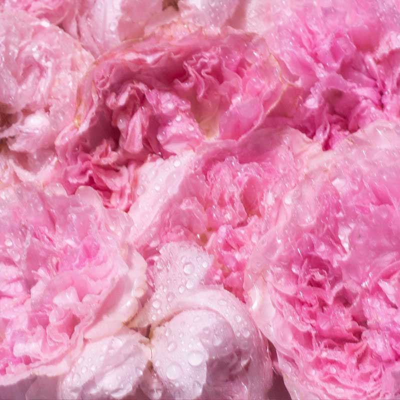 Overose - Nudesse Halo Candle