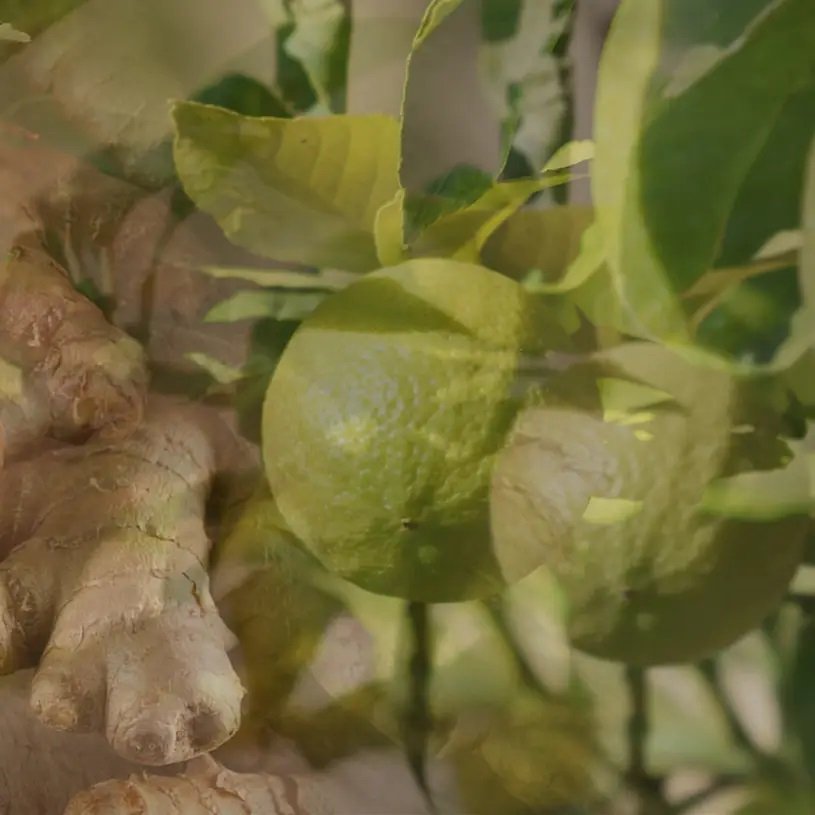 Dr. Vranjes - Ginger & Lime Diffuser 2500ml