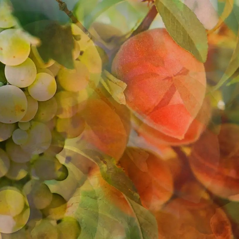 Dr. Vranjes - Bellini Diffuser Refill 2500ml