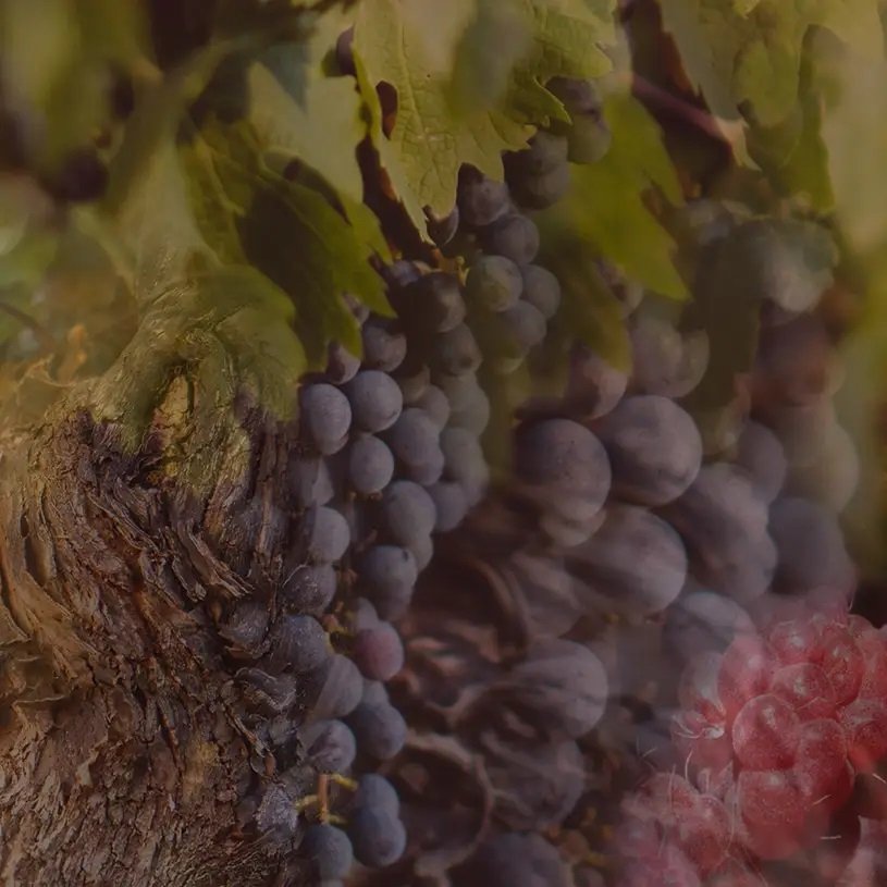 Dr. Vranjes - Rosso Nobile Candle 500g