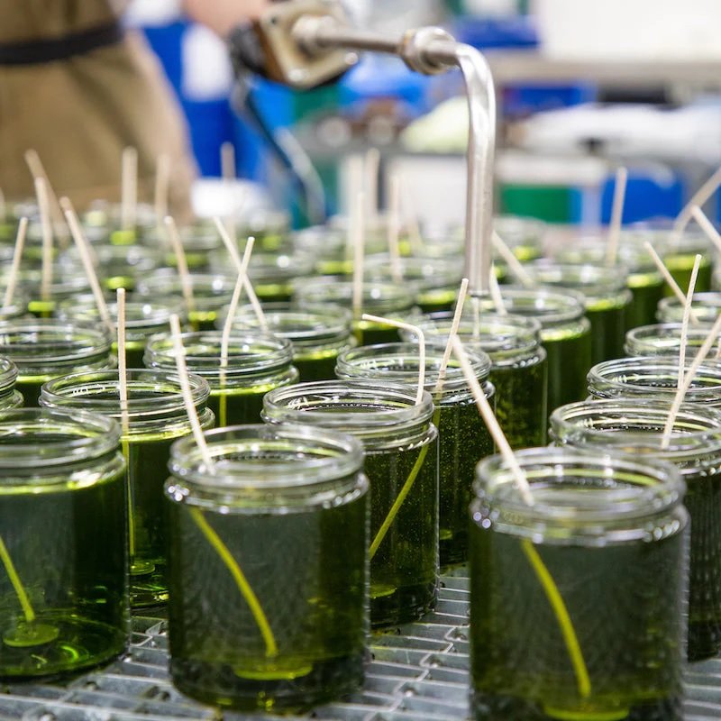 P.F. Candle Co. - Frankincense & Oud Candle