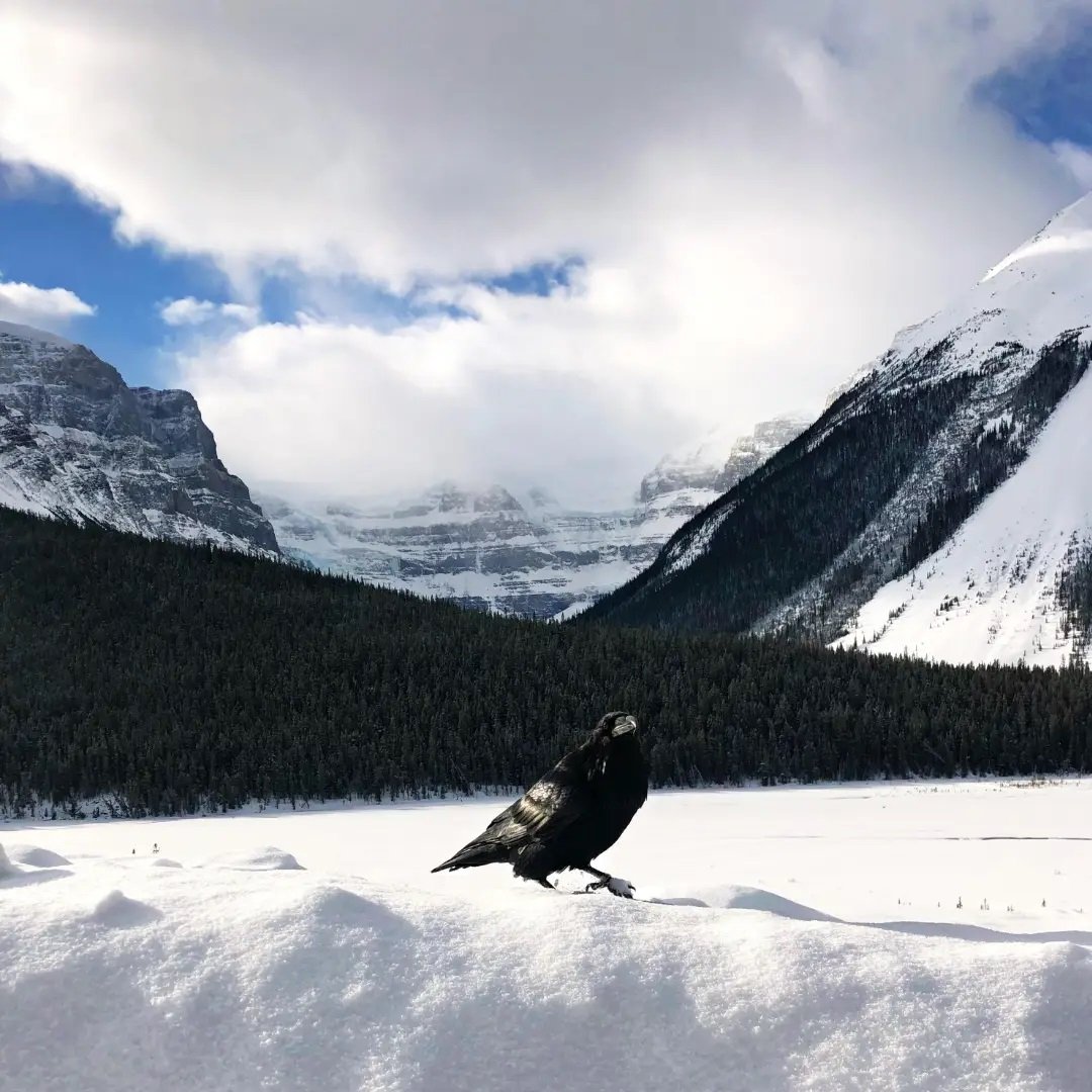 Hollow Tree - Raven (Black Pepper) Candle