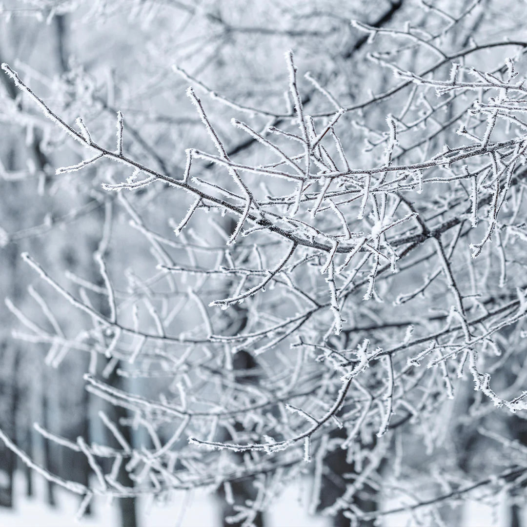 Archipelago - Winter Frost Diffuser