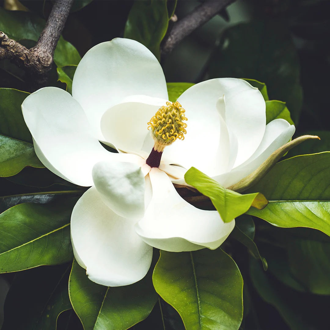 Archipelago - Magnolia Jar Candle