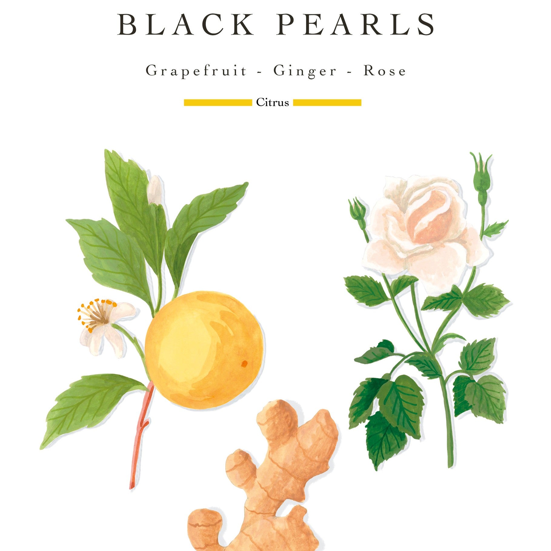 Baobab Collection - Black Pearls Max08 Petite Candle