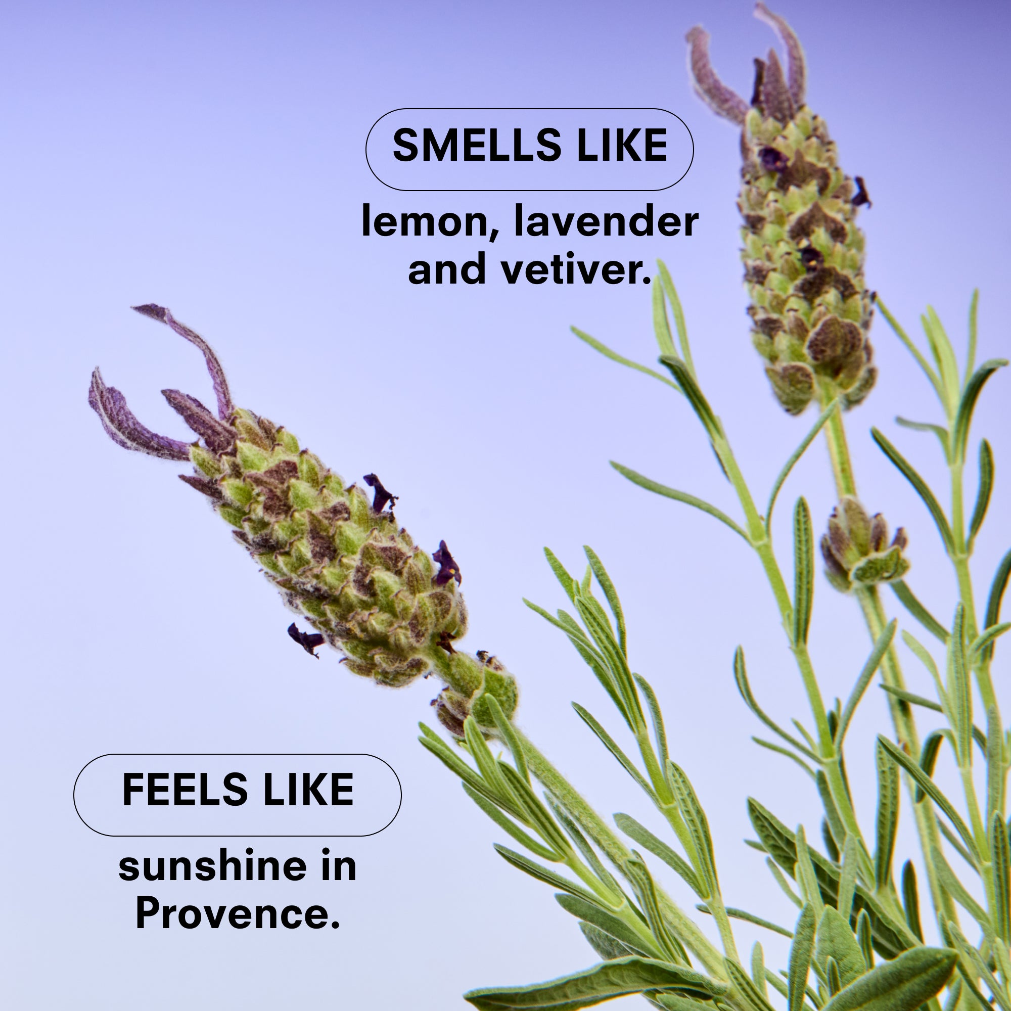 Boy Smells - Lavendare Candle