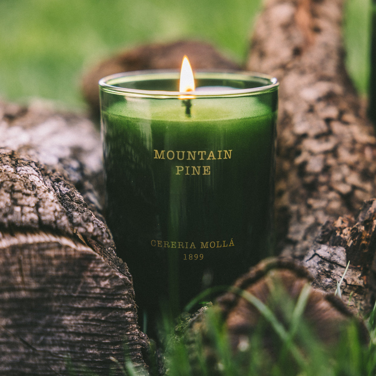 Cereria Molla - Mountain Pine Candle