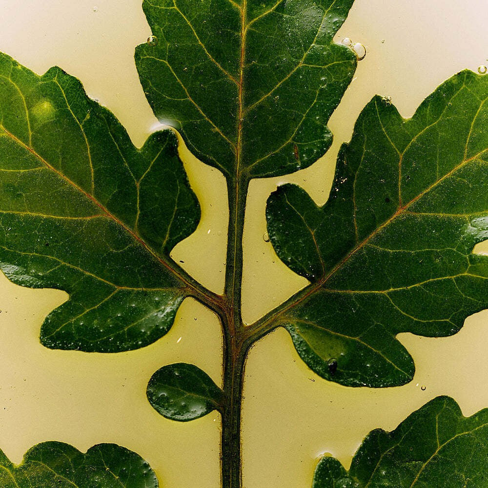 Flamingo Estate - Roma Heirloom Tomato Perfume Oil