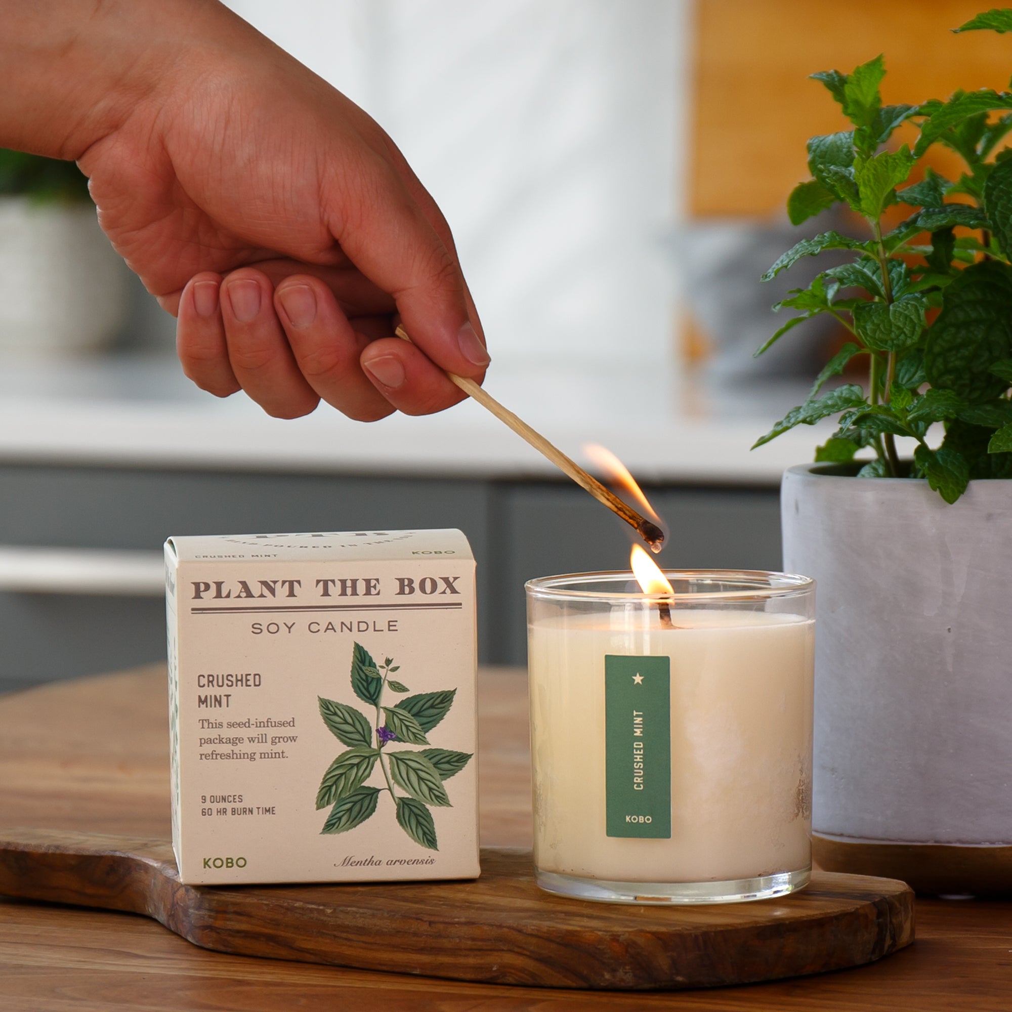 Kobo - Plant the Box Crushed Mint Candle