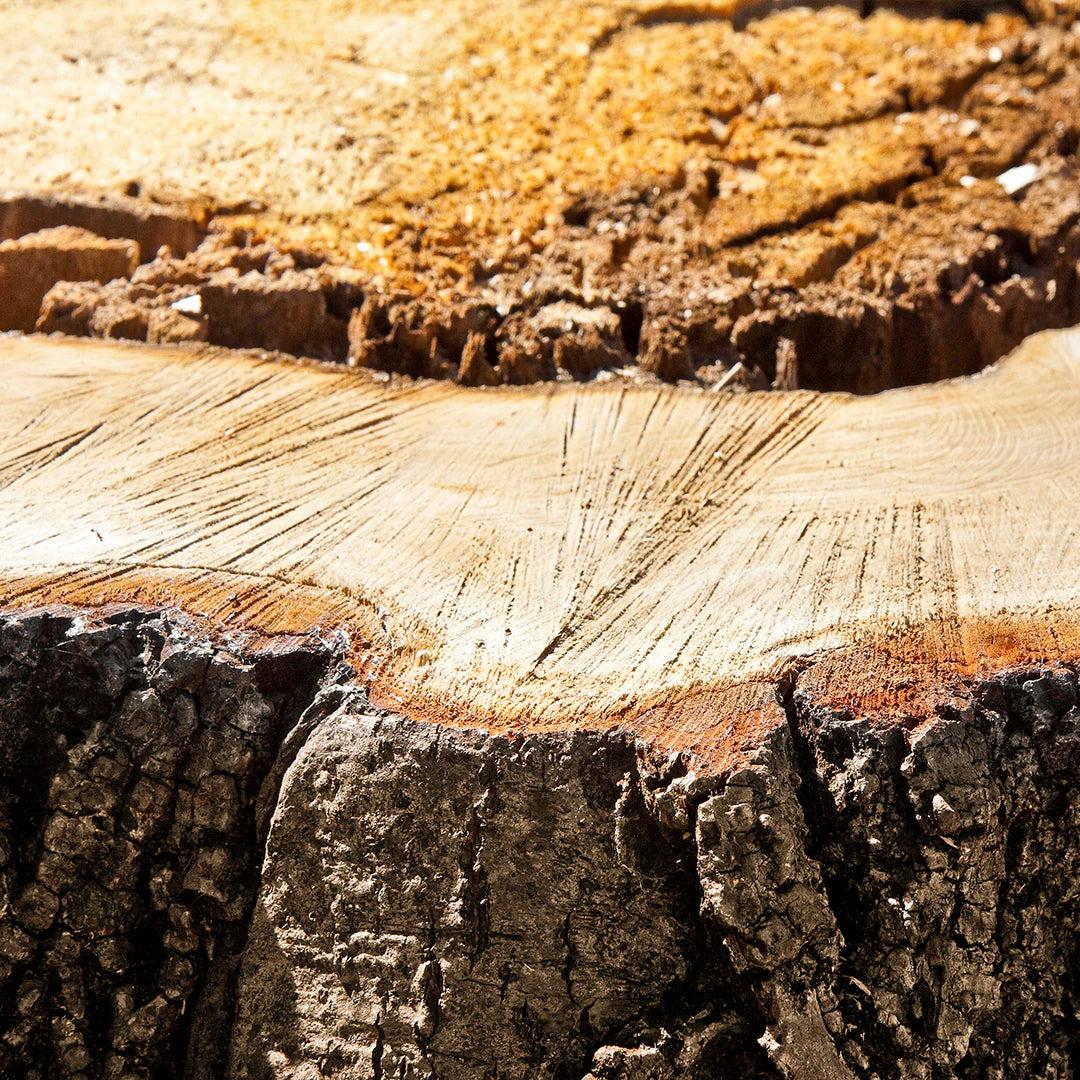 Archipelago - Lindenwood Boxed Candle