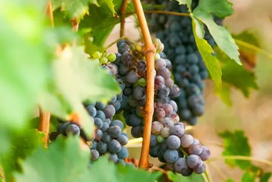 Dr. Vranjes - Rosso Nobile Diffuser 250ml