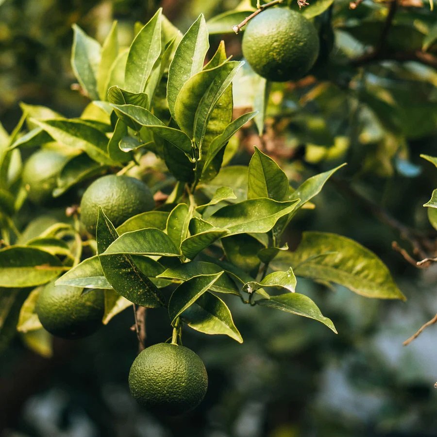 True Grace - Wild Lime Candle