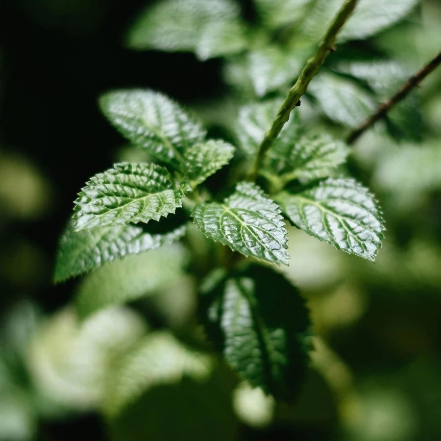True Grace - Wild Mint Tin Candle