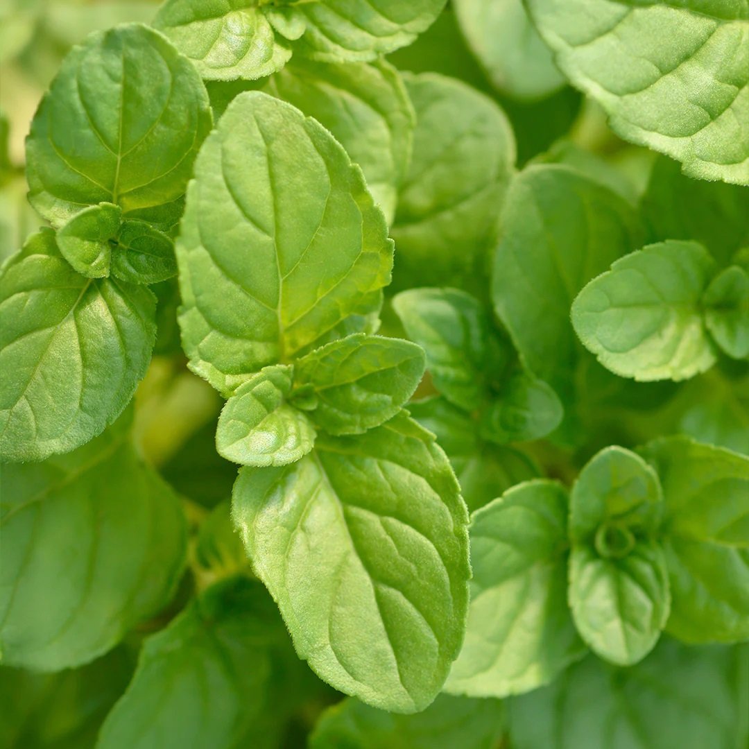 Archipelago - Herbes Diffuser