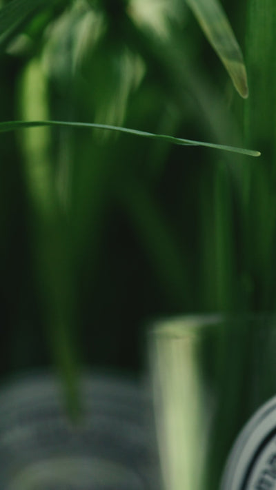 Diptyque Citronnelle アロマキャンドル 210g Diptyque Citronnelle Limited Edition Candle | ZGO Perfumery