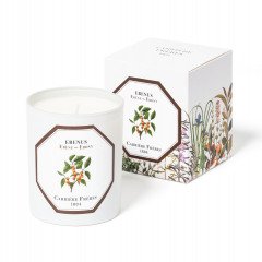 Thymes - Frasier Fir Heritage Pine Needle Large Luminary Candle